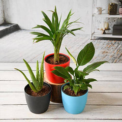3 Best Plants Indoor to Beat the Air Pollution
