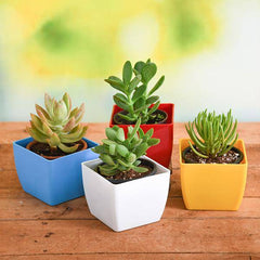 Top 4 Die Hard Succulents Pack