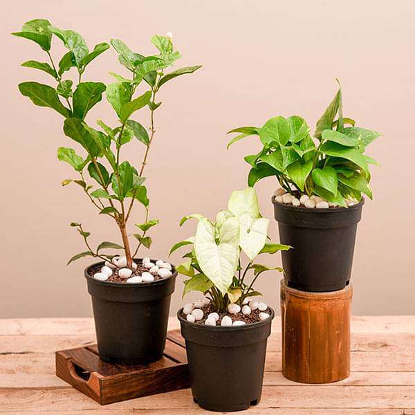 Set of 3 Air Purifier n Summer Cooling Plants Pack