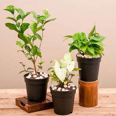Set of 3 Air Purifier n Summer Cooling Plants Pack